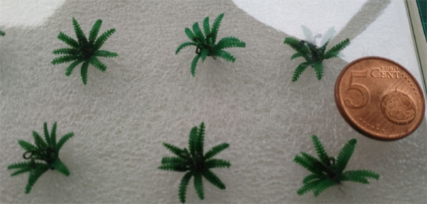 Fern Plants