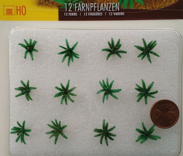 Fern Plants