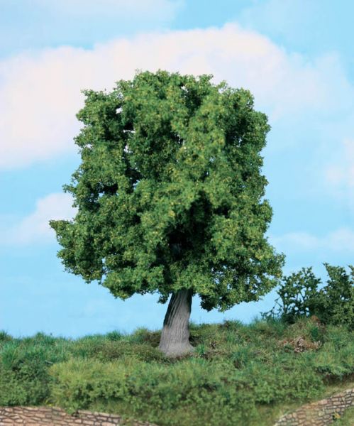 Knorrige Eiche, 18 cm