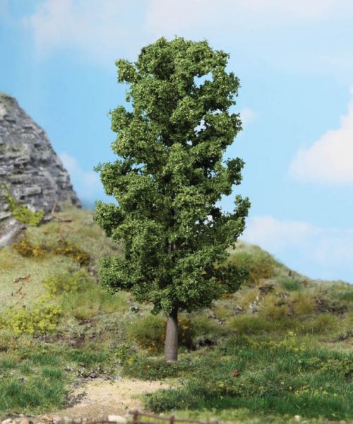 Buche, 20 cm