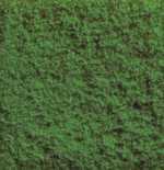 Bushes olive