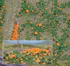 Pumpkin Field