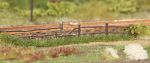 Gras stripes, Summer, 6mm