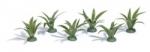 Fern Bushes