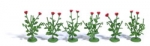 Poppy Plants
