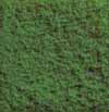 Bushes olive